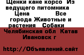 Щенки кане корсо! Из ведущего питомника! › Цена ­ 60 000 - Все города Животные и растения » Собаки   . Челябинская обл.,Катав-Ивановск г.